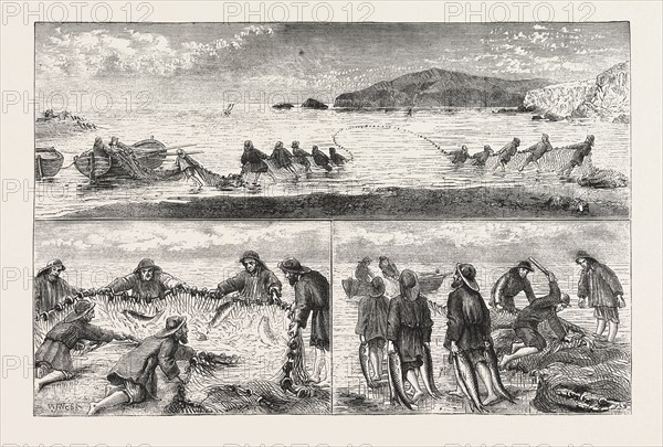 SALMON FISHING: FISHING SALMON, MOUTH OF THE RIVER TIVEY, CARDIGANSHIRE, HAILING IN THE SEINE NET, CLUBBING THE FISH, CARRYING THE FISH TO THE BOAT, ENGRAVING 1876, UK