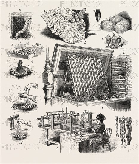 THE BRAZILIAN SILK WORM EXHIBIT, PHILADELPHIA EXHIBITION, 1.â€î(a) The Moth laying Eggs ; (b) Silk-worm one day old ; (c) Silk-worm three days old ; (d) Silk-worm seven days old. 2 â€îSilk-worm Spinning a Cocoon. 3.â€îCocoons. 4.â€îChrysalis. 5.â€îMoths emerging, ENGRAVING 1876, US, USA, America, United States