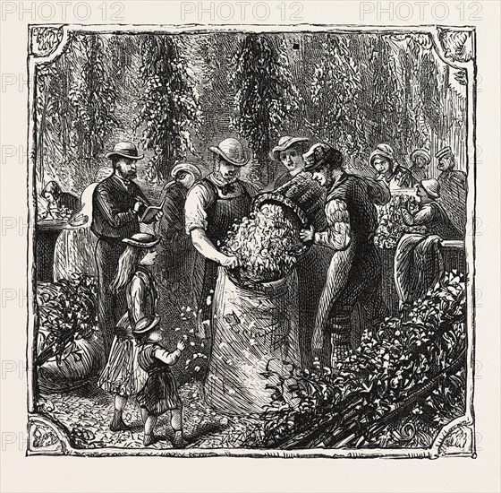 HOPS AND HOP PICKERS, IN A KENTISH HOP GARDEN, KENT, ENGLAND, MEASURING THE HOPS, ENGRAVING 1876, UK, britain, british, europe, united kingdom, great britain, european