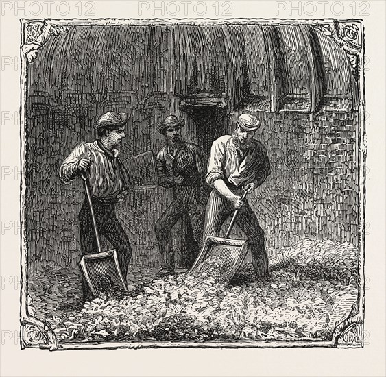 HOPS AND HOP PICKERS, IN A KENTISH HOP GARDEN, KENT, ENGLAND, TURNING HOPS IN THE KILN, ENGRAVING 1876, UK, britain, british, europe, united kingdom, great britain, european