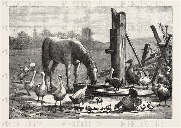 A FASHIONABLE WATERING PLACE. HORSE, GEESE, CHICKEN, OUTDOOR, FARM, ENGRAVING 1876