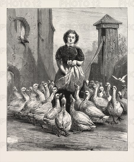 MICHAELMAS GEESE,  THE LAST MEAL, ENGRAVING 1876