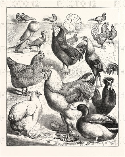 PRIZE WINNERS AT THE CRYSTAL PALACE POULTRY SHOW, LONDON, ENGRAVING 1876, UK, britain, british, europe, united kingdom, great britain, european