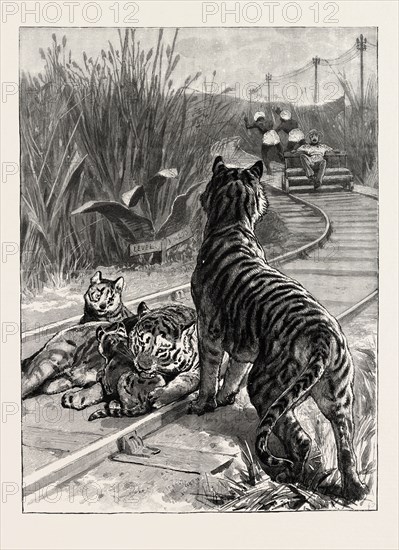 AN UNEXPECTED DANGER AN ENGINEER'S PREDICAMENT IN INDIA, TIGERS ON THE RAILWAY TRACK, engraving 1890