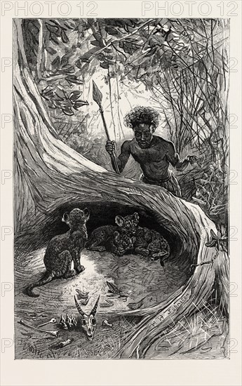 I SAW IN THE HOLLOW BETWEEN THE ROOTS OF A BIG TREE THREE LITTLE CUBS ABOUT TWO MONTHS OLD, engraving 1890