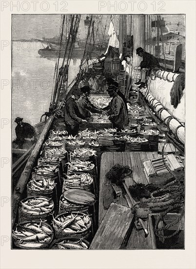 THE AMERICAN FISHERIES QUESTION, DRESSING A DECK OF MACKEREL, US, USA, America, United States, engraving 1890