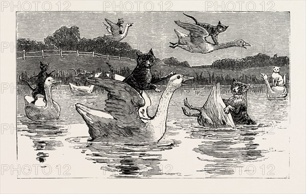 To show them his poultry, he turned them all loose, When each nimbly leaped on the back of a goose , Which frightened them so, that they ran to the sea, And half-drowned the cats of Dame Wiggins of Lee, engraving 1890, engraved image, history, arkheia, illustrative technique, engravement, engraving, victorian, Arts, Culture, 19th Century Style, Retro Styled, Vintage, retro, nineteenth century engraving, historic art