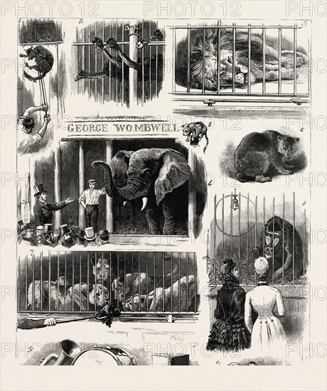 SALE OF THE ROYAL WINDSOR CASTLE MENAGERIE, I. How to Move a Wild Cat or Devil. 2. How Much For Us ? 3. Wallace, the Lion of the Show. 4. May I Start this Splendid Elephant, the First in England, at One, engraving 1884, UK, britain, british, europe, united kingdom, great britain, european