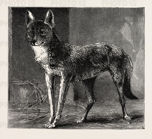 A PRAIRIE WOLF, CAUGHT IN EPPING FOREST Now Being Exhibited at the Zoological Gardens, engraving 1884, UK, britain, british, europe, united kingdom, great britain, european