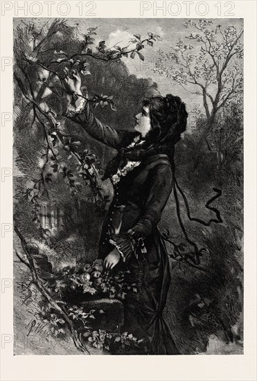 FRUIT, engraving 1882, lady