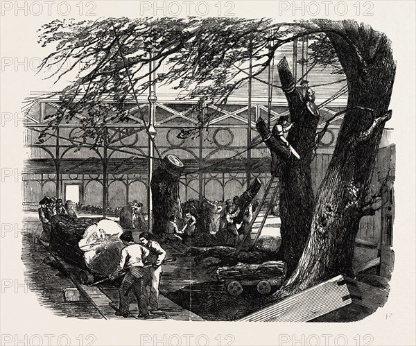 THE GREAT EXHIBITION BUILDING, THE CRYSTAL PALACE, HYDE PARK, LONDON, UK, CUTTING DOWN TREES IN THE NORTH TRANSEPT, 1851 engraving