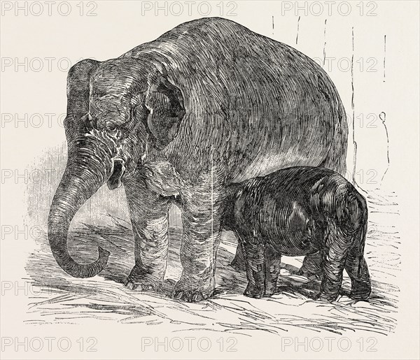 ELEPHANT CALF, IN THE MENAGERIE OF THE ZOOLOGICAL SOCIETY, REGENT'S PARK, LONDON, UK, 1851 engraving