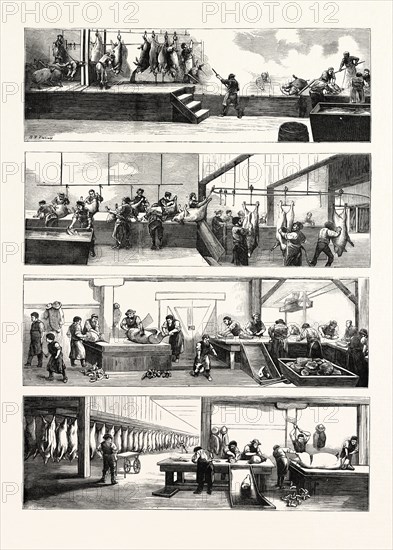 AMERICAN INDUSTRY AND COMMERCE, HOG-SLAUGHTERING AT CINCINNATI, UNITED STATES OF AMERICA, US, USA, 1873 engraving
