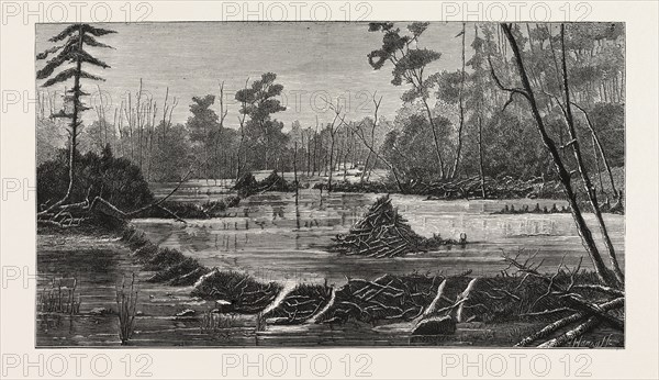 THE INTRODUCTION OF BEAVERS INTO ENGLAND, A BEAVER LODGE AND DAM, UK