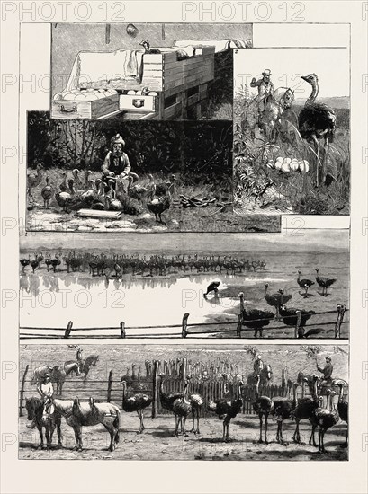 1. Artificial Incubation. 2. A Bird disturbed from its Nest. 3. Indian Coolie nursing Young Birds. 4. Ostriches Drinking 5. Mustering the Birds. OSTRICH FARMING AT HEATHERTON, NEAR GRAHAMSTOWN, SOUTH AFRICA
