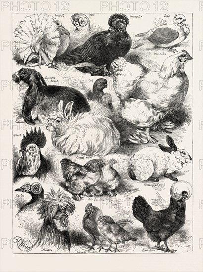 THE POULTRY, PIGEON, AND RABBIT SHOW AT THE CRYSTAL PALACE, LONDON, UK; Fantail, Bart, Lop eared rabbit, owl, trumpeter, white cochin, angola rabbit, Himalayan rabbit, Nankin Bantams, Black Polish, Pekin Bantams, 1873 engraving
