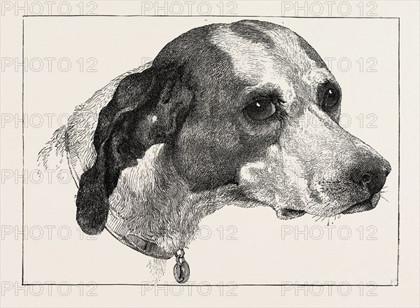 HEAD OF POINTER (DOG), BY EDWIN LANDSEER, 1802-1873, PAINTER, 1873 engraving