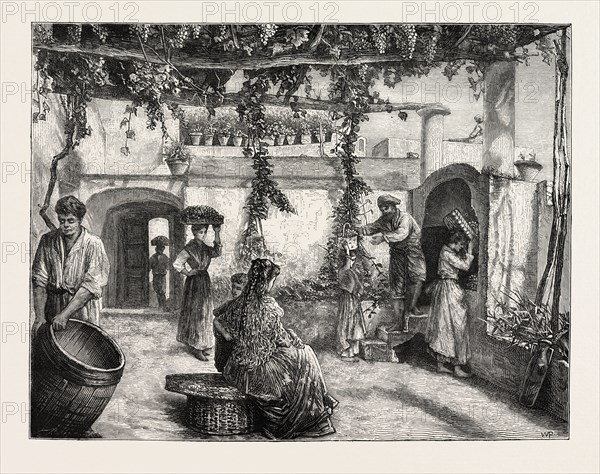 THE GRAPE HARVEST IN ITALY, 1873 engraving