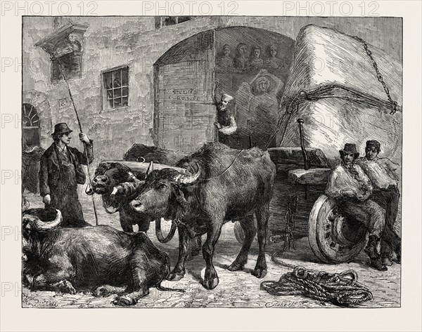 THE RAW MATERIAL: A TEAM OF BUFFALOES BRINGING MARBLE TO A SCULPTOR'S STUDIO IN ROME, ITALY, 1873 engraving
