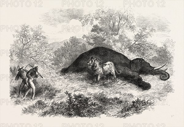 SKETCHES OF SOUTH AFRICAN TRAVEL: THE LION AND DEAD ELEPHANT