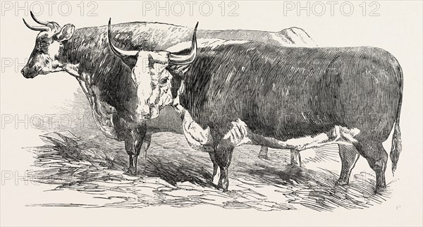 SMITHFIELD CLUB PRIZE CATTLE: MR. JOSEPH GILLETT'S DURHAM, OR SHORT-HORNED COW, AND MR. JOSEPH PHILLIPS'S HEREFORD STEER, UK