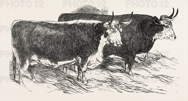 SMITHFIELD CLUB PRIZE CATTLE: PRINCE ALBERT'S HEREFORD OX AND MR. WILLIAM HEATH'S HEREFORD OX