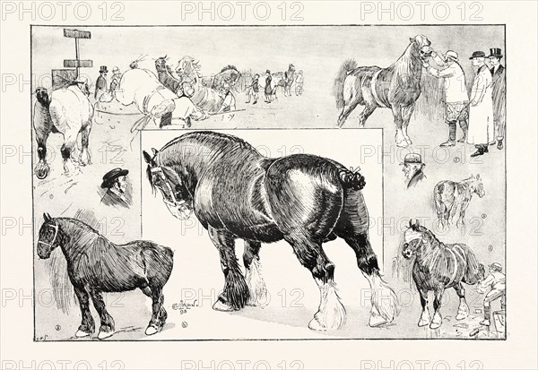 THE SHIRE HORSE SHOW AT THE ROYAL AGRICULTURAL HALL, UK: 1. Two-year-old stallions in the ring. 2. Looking him over. 3. A baby. 4. The morning toilet. 5. The Prince of Wales's stallion. 6. Bury Victor Chief, 1893 engraving