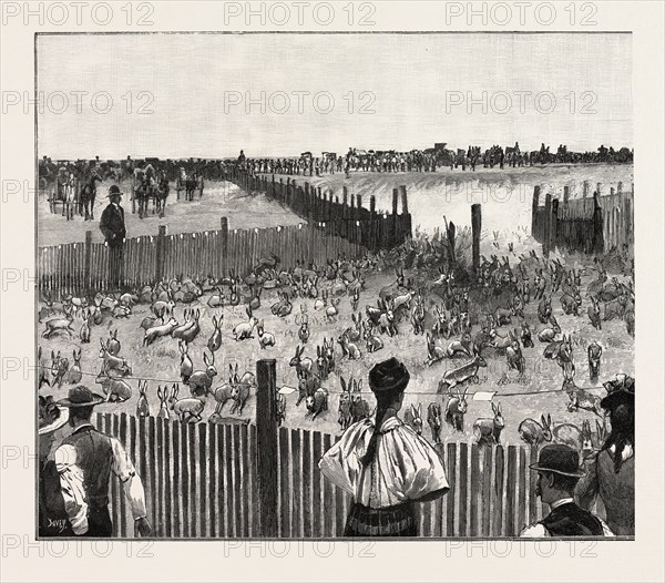 DRIVING JACK-RABBITS INTO A CORRAL, FRESNO, CALIFORNIA, UNITED STATES OF AMERICA, US, USA, 1893 engraving