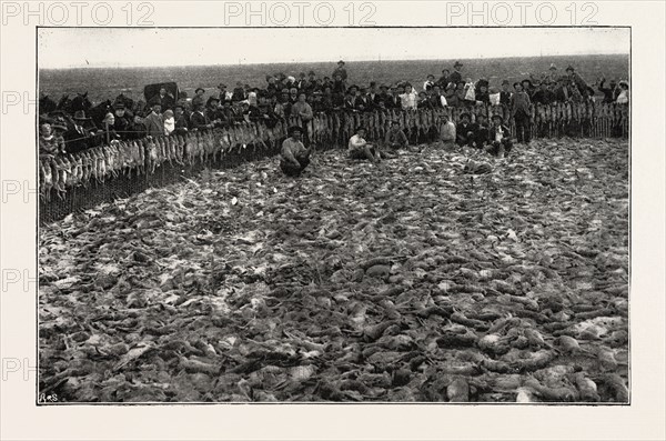 RESULT OF A DAY'S RABBIT-DRIVE, FRESNO, CALIFORNIA, UNITED STATES OF AMERICA, US, USA, 1893 engraving