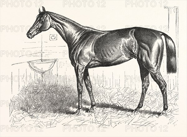 AN AMERICAN RACER IN ENGLAND, MR. KEENE'S "FOXHALL," WINNER OF THE BRETBY NURSERY PLATE, DRAWN H. STULL, US, USA, AMERICA, UNITED STATES, AMERICAN, ENGRAVING 1880