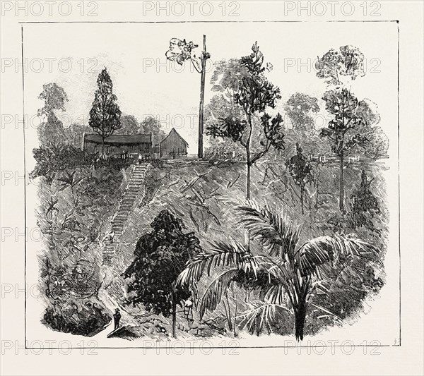 THE CULTIVATION OF TOBACCO IN SUMATRA, INDONESIA: JUNGLE-CUTTING ON A HIGH-LYING TOBACCO ESTATE, PREPARATORY TO PLANTING, 1890 engraving