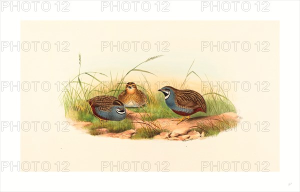 John Gould and H.C. Richter (British (?), active 1841  active c. 1881 ), Excalftoria minima (Blue-breasted Quail), colored lithograph