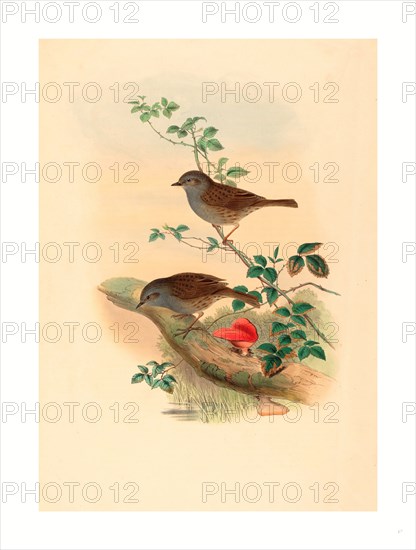 John Gould and H.C. Richter (British, 1804  1881 ), Accentor modularis (Dunnock), colored lithograph