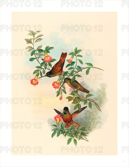 John Gould and H.C. Richter (British (?), active 1841  active c. 1881 ), Helianthea eos (Golden Star-frontlet), colored lithograph