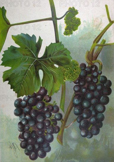Wine grapes, vine, agriculture, fruit, food and drink, grape, plant, ripe, season, natural, viticulture, seasonal, taste, juicy, organic, 19th century, 1800s, 1900s, fruits, blue grapes, liszt gourmet archive