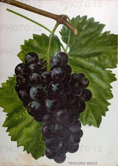 Wine grapes, vine, agriculture, fruit, food and drink, grape, plant, ripe, season, natural, viticulture, seasonal, taste, juicy, organic, 19th century, 1800s, 1900s, fruits,blue grapes, liszt gourmet archive
