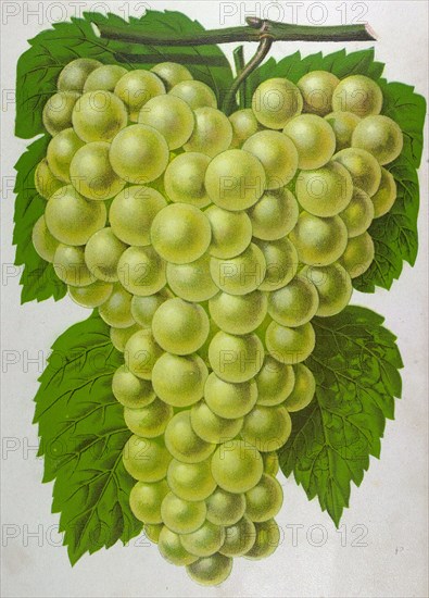 Wine grapes, vine, agriculture, fruit, food and drink, grape, plant, ripe, season, natural, viticulture, seasonal, taste, juicy, organic, 19th century, 1800s, 1900s, fruits, white grapes, liszt gourmet archive