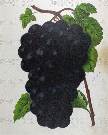 Wine grapes, vine, agriculture, fruit, food and drink, grape, plant, ripe, season, natural, viticulture, seasonal, taste, juicy, organic, 19th century, 1800s, 1900s, fruits,blue grapes, liszt gourmet archive