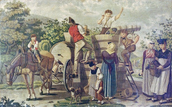 The harvesting of wine grapes, 19th century engraving, time of harvest, ripeness of the grape, to pick, vineard, hand pickers, August, September, October, crush, hand picking, grape, winery, alcohol, grapevine, fruit, viticulture, 19th century, barrel, barrels, horse, dog, child, liszt gourmet archive