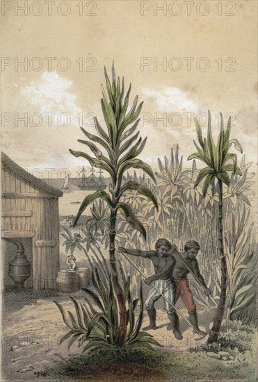 Sugar can farming, sugarcane plantation, poaceae, seed plant, sucrose, tropical, perennial grass, cash crop, asia, colonial times, 19th century, liszt gourmet archive, agriculture, crop, harvest, bio, sweetens