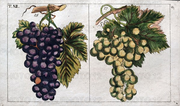 Wine grapes, vine, agriculture, fruit, food and drink, grape, plant, ripe, season, natural, viticulture, seasonal, taste, juicy, organic, 19th century, 1800s, 1900s, fruits, white grapes, blue grapes, liszt gourmet archive