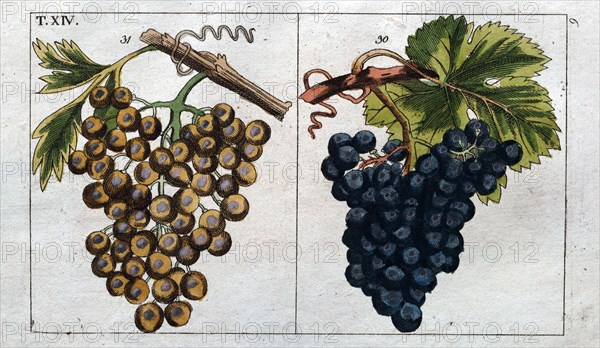 Wine grapes, vine, agriculture, fruit, food and drink, grape, plant, ripe, season, natural, viticulture, seasonal, taste, juicy, organic, 19th century, 1800s, 1900s, fruits, white grapes, blue grapes, liszt gourmet archive