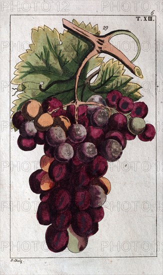 Wine grapes, vine, agriculture, fruit, food and drink, grape, plant, ripe, season, natural, viticulture, seasonal, taste, juicy, organic, 19th century, 1800s, 1900s, fruits, blue grapes, liszt gourmet archive