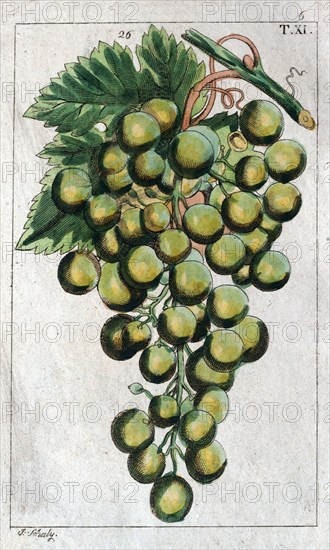 Wine grapes, vine, agriculture, fruit, food and drink, grape, plant, ripe, season, natural, viticulture, seasonal, taste, juicy, organic, 19th century, 1800s, 1900s, fruits, white grapes, liszt gourmet archive