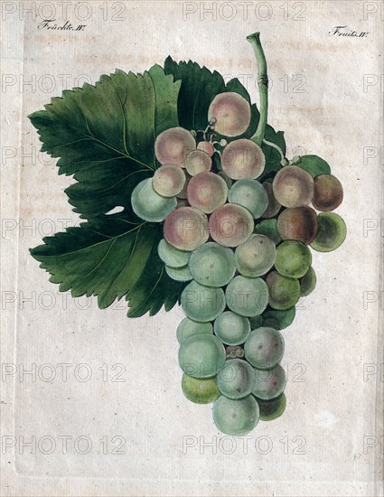 Wine grapes, vine, agriculture, fruit, food and drink, grape, plant, ripe, season, natural, viticulture, seasonal, taste, juicy, organic, 19th century, 1800s, 1900s, fruits, liszt gourmet archive