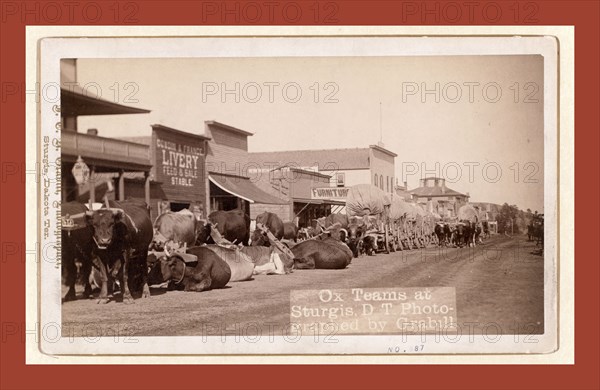 Ox teams at Sturgis, D.T. [i.e. Dakota Territory], John C. H. Grabill was an american photographer. In 1886 he opened his first photographic studio