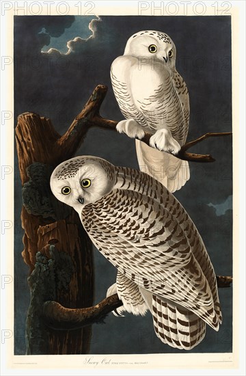 Robert Havell after John James Audubon (American, 1793  1878 ), Snowy Owl, 1831, hand colored etching and aquatint