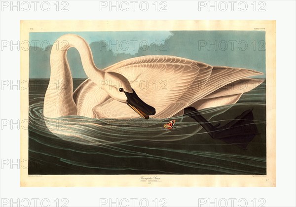 Robert Havell after John James Audubon, Trumpeter Swan, American, 1793  1878, 1838, hand colored etching and aquatint