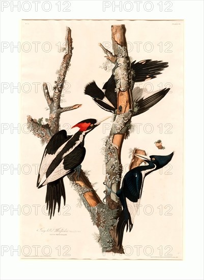 Robert Havell after John James Audubon, Ivory-billed Woodpecker, American, 1793 - 1878, 1829, hand-colored etching and aquatint