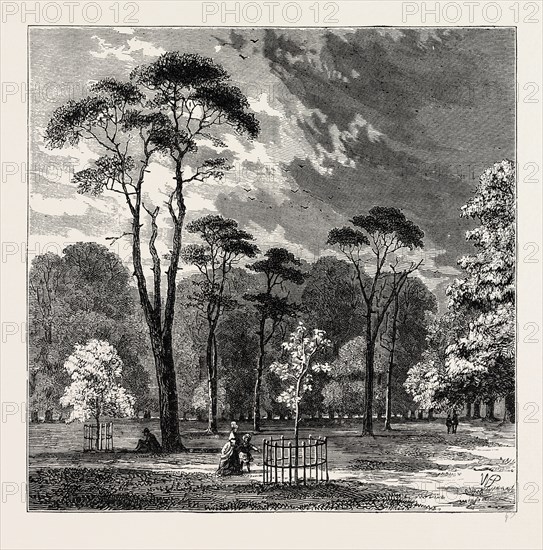 THE SCOTCH FIRS, KENSINGTON GARDENS. London, UK, 19th century engraving